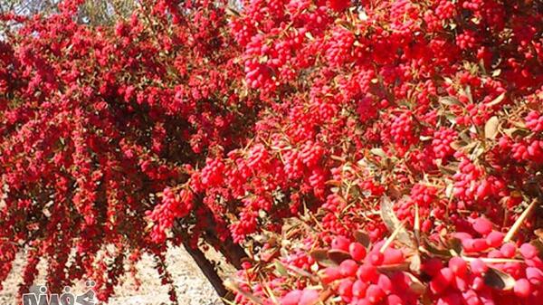 عکس زرشک روی درخت