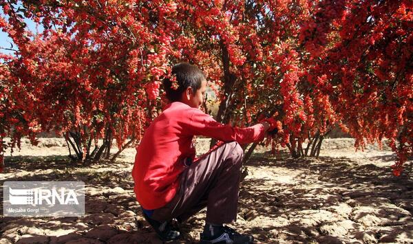 عکس زرشک روی درخت