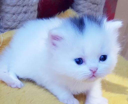 عکس گربه فروشی
