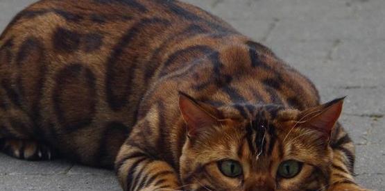 عکس گربه فروشی