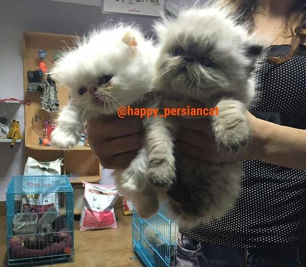 عکس گربه فروشی