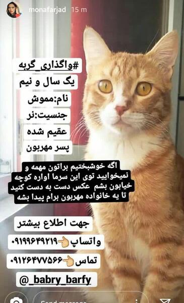 عکس گربه فروشی