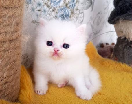 عکس گربه فروشی