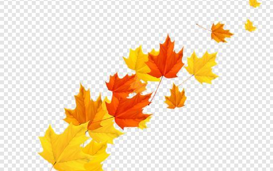 عکس برگ پاییزی بدون متن