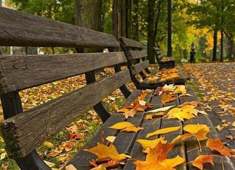 عکس برگ پاییزی بدون متن