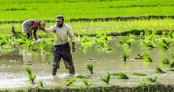 عکس کاشت برنج