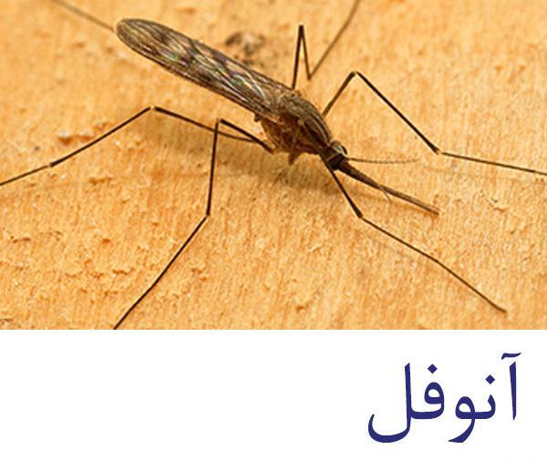 عکس پشه آنوفل