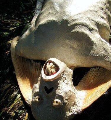 وحشتناک عکس پری دریایی واقعی در بندرعباس