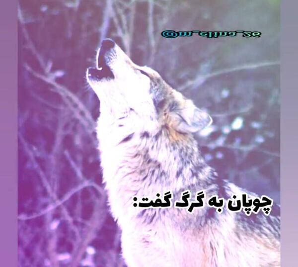 عکس ملکه گرگ