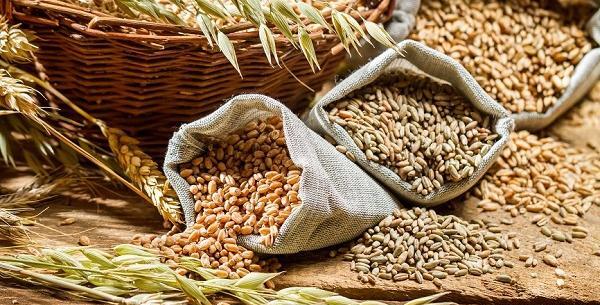 عکس گروه غلات