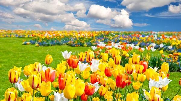 عکس گل های رنگارنگ زیبا