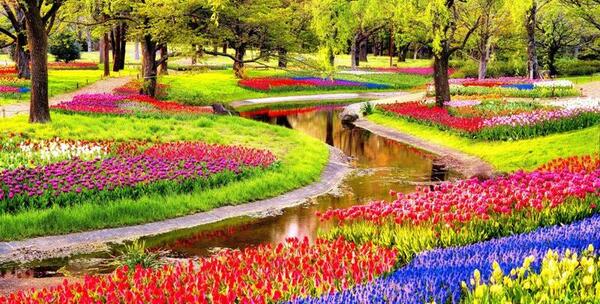 عکس گل های رنگارنگ زیبا
