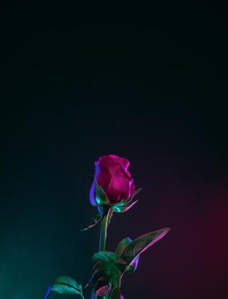 عکس پروفایل گل سیاه و سفید