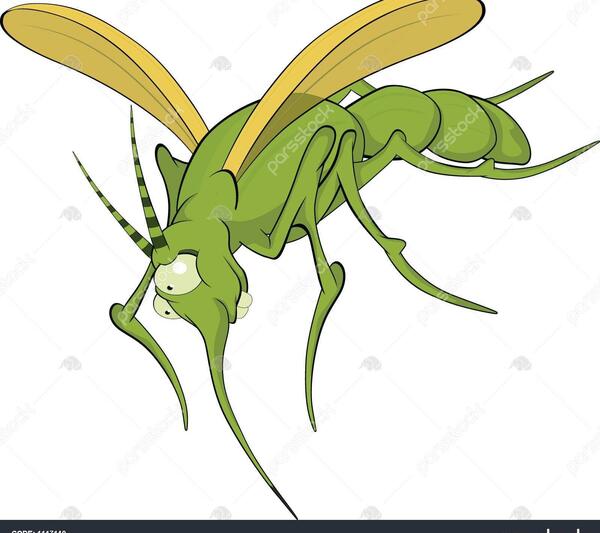 عکس پشه مرده