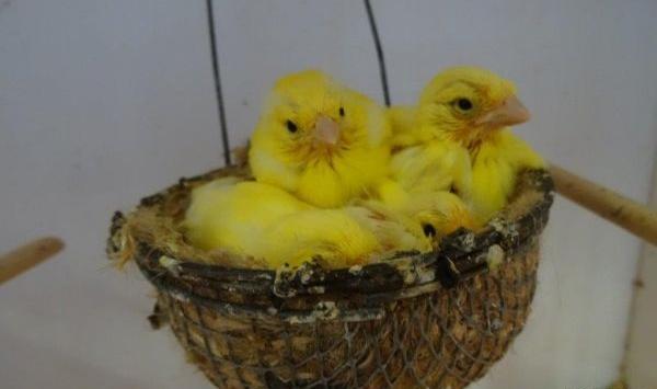 عکس لانه قناری