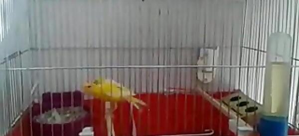عکس لانه قناری