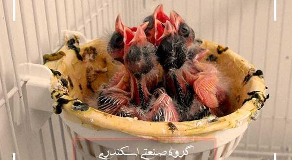 عکس لانه قناری
