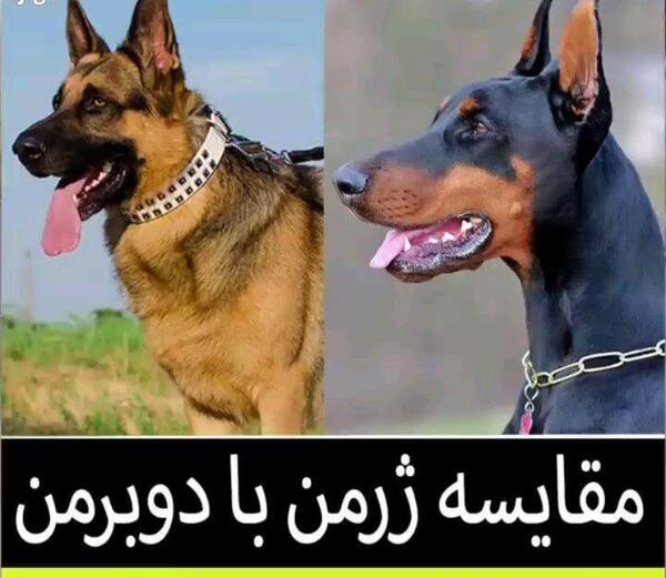 عکس سگ نژاد ژرمن دوبرمن