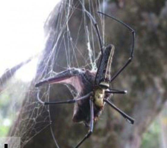 عکس لانه خفاش