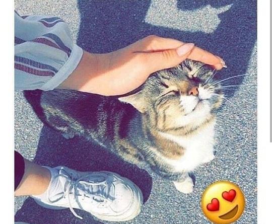 عکس گربه شاخ برای پروفایل