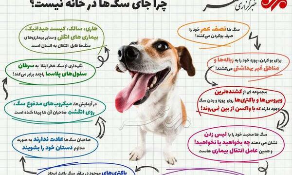 عکس سگ ضعیف