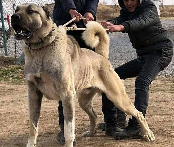 عکس سگ ضعیف