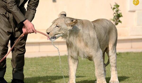 عکس نوشته شیر وحشی