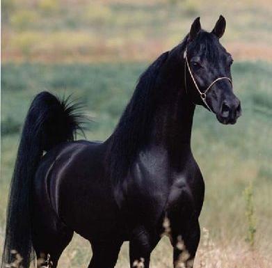 عکس پروفایل اسب سیاه