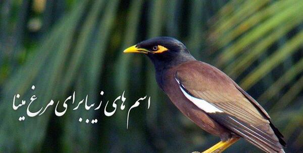 عکس مینا عروس
