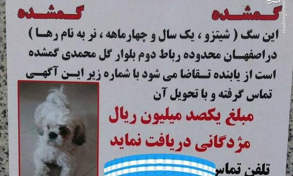 عکس سگ یک ساله