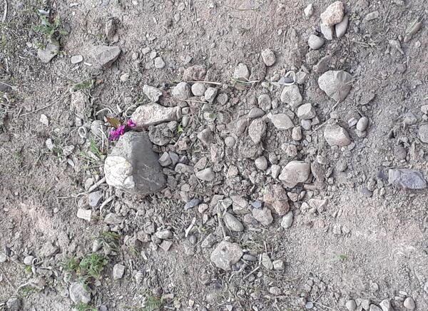 عکس مینا مرده