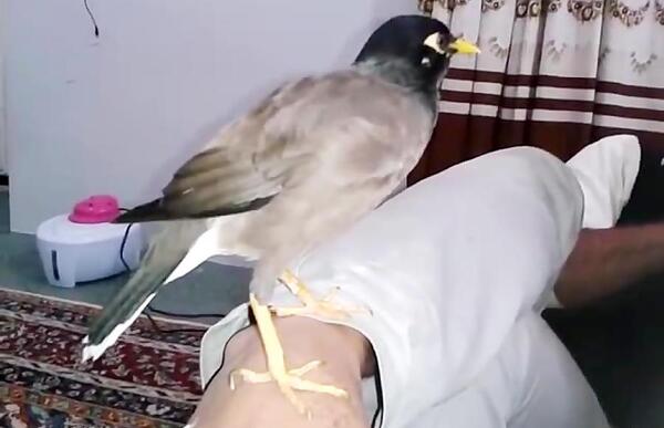 عکس مینا مرده