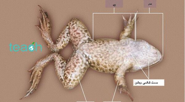 عکس آناتومی بدن قورباغه