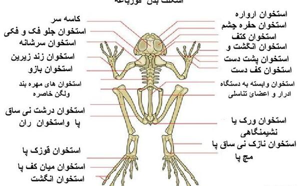 عکس آناتومی بدن قورباغه