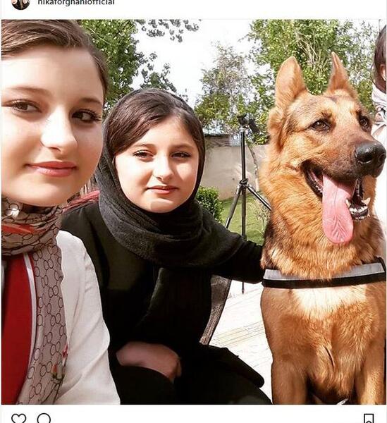 عکس عکس سگ ژرمن