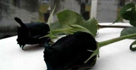 عکس یک شاخه گل رز سیاه