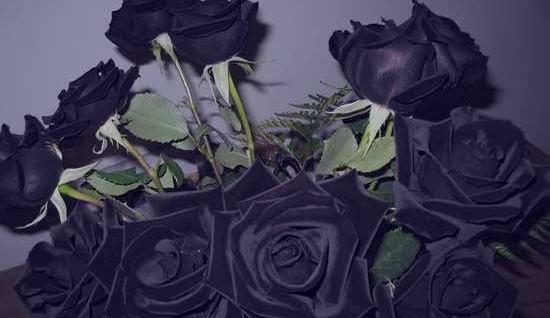 عکس یک شاخه گل رز سیاه