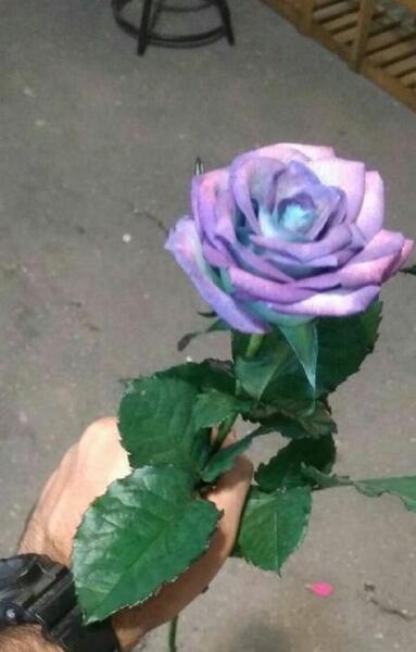 عکس گل پسرانه برای پروفایل