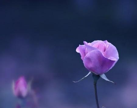 عکس گل پسرانه برای پروفایل