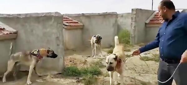 عکس سگ کانگال ترکیه اصیل
