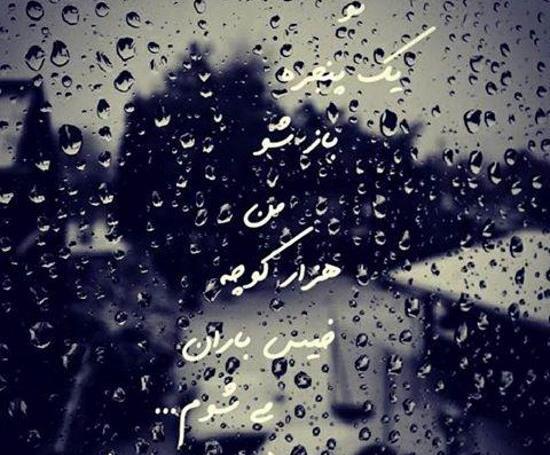 عکس گریه زیر باران