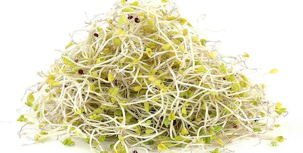 عکس جوانه یونجه
