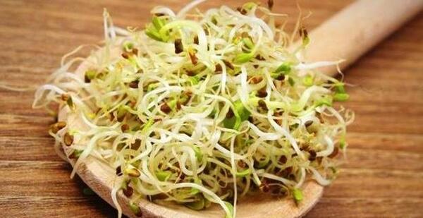 عکس جوانه یونجه