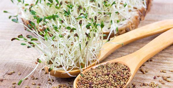 عکس جوانه یونجه
