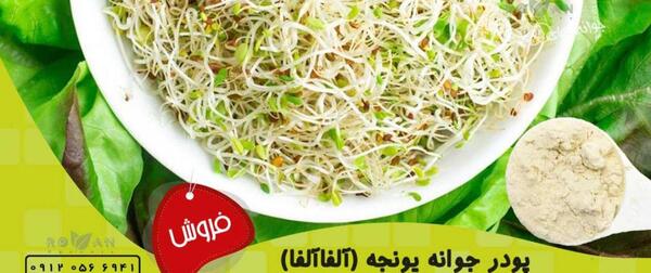 عکس جوانه یونجه