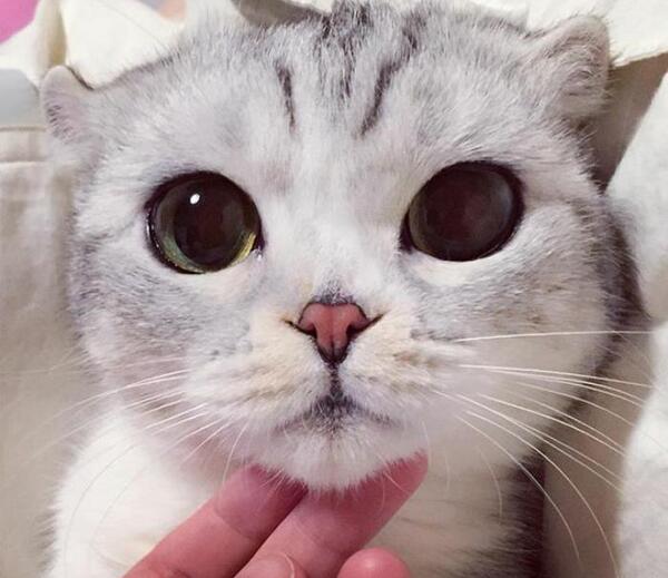 عکس گربه ژاپن