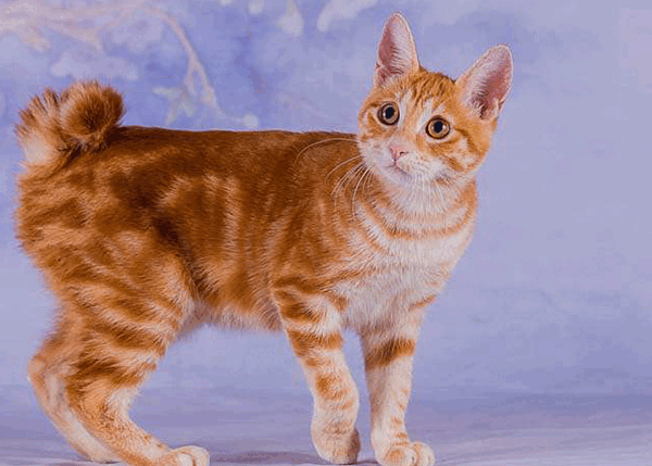 عکس گربه ژاپن