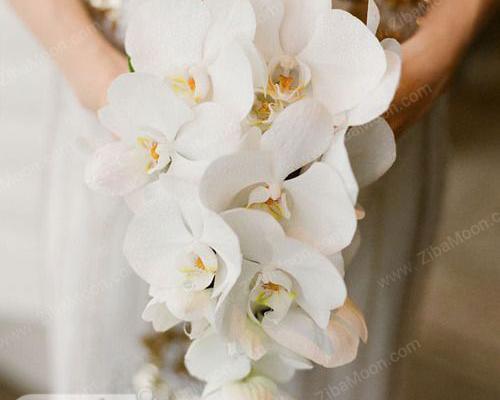عکس دسته گل ارکیده