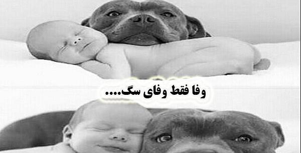 عکس سگ عاشقانه