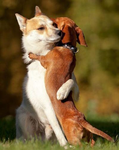 عکس سگ عاشقانه